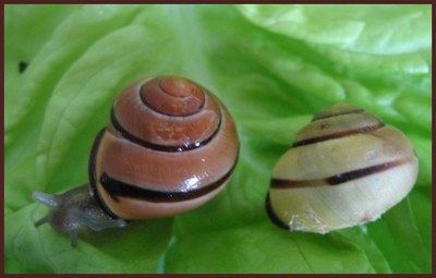 escargot des haies escargot des haies
