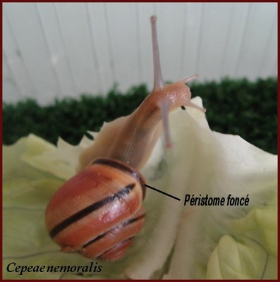 escargots des haies1 escargots des haies1