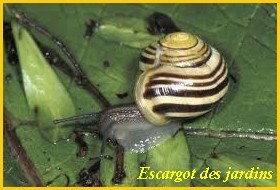 escargot des jardins1