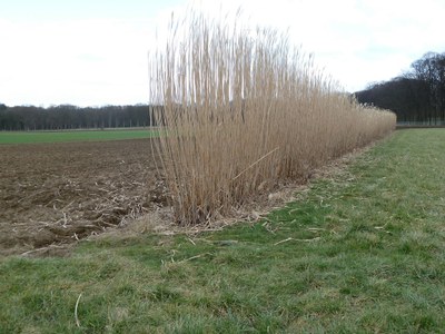 Les deux parcelles en image