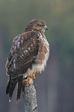 250px Buteo buteo 5 (Marek Szczepanek)