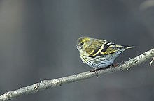 220px Carduelis spinus 4 hen (Marek Szczepanek)