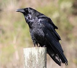 250px Common raven by David Hofmann