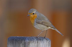 250px Rouge gorge familier   crop (WB correction)