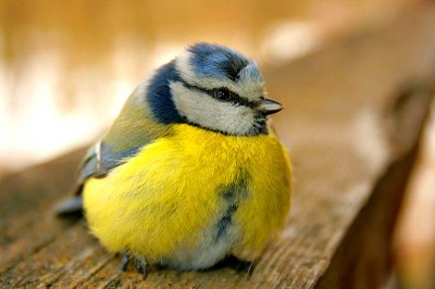 800px Sinitihane ( Parus caeruleus )