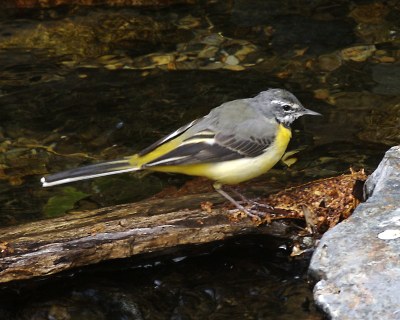 Motacilla cinerea robusta