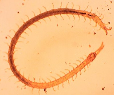 myriapode chilopode 8mm
