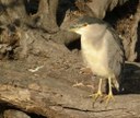 Night Heron    (L Bauza)