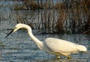 The Great egret (L Bauza)