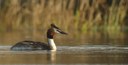 Great crested grebe  (L Bauza)