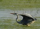 Grey heron (L Bauza)