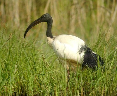 Ibis sagrado (L Bauza)