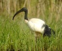 Ibis sagrado (L Bauza)