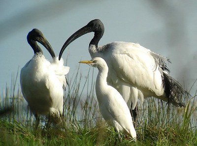 Ibis sacrés et héron garde-boeufs (L Bauza) Ibis sacrés et héron garde-boeufs (L Bauza)