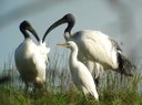 Sacred ibises and heron cattle egrets (L Bauza)
