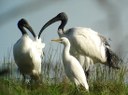 Ibis sacrés et héron garde-boeufs (L Bauza)