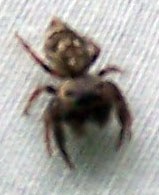 Araignée (de près) Araignée (de près)