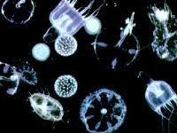 plancton marin