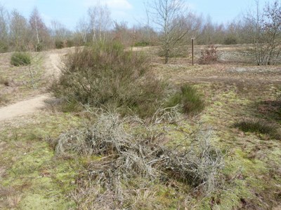 Dunes et landes 2