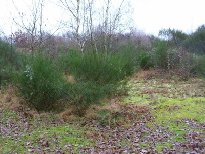 Dunes et landes