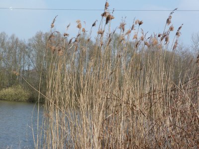 Phragmites