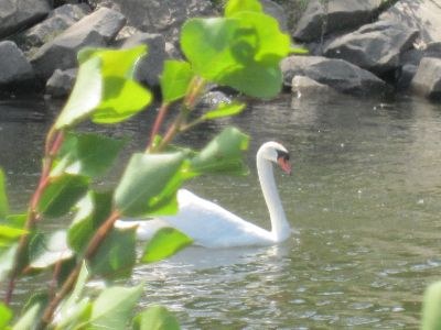 cygne