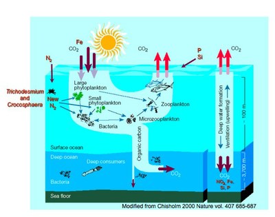 Fixation d'azote et de carbone par les cyanobactéries Trichodesmium