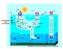 Fixation d'azote et de carbone par les cyanobactéries Trichodesmium