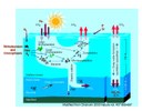 Nitrogen and  carbon fixation by Trichodesmium