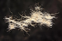Feutris de cyanobactéries filamenteuses