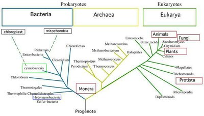 Phylogenetic tree of life