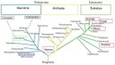 Arbre phylogénétique de l'ensemble des êtres vivants