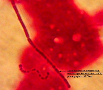 Lactobacillus sp. observée au microscope à immersion (X1000) Lactobacillus sp. observée au microscope à immersion (X1000)
