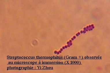 Streptococcus thermophilus observée au microscope à immersion (X1000)