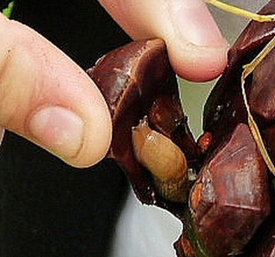 Limace dans une pomme de PIn