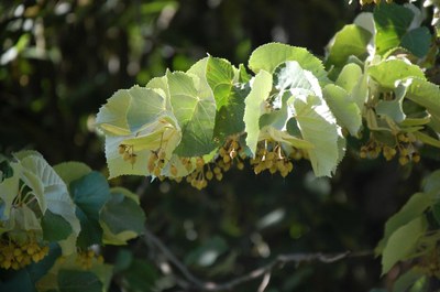 Détail d'une branche de tilleul Détail d'une branche de tilleul