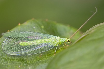 chrysope verte (acanthe)