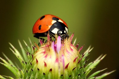 coccinelle