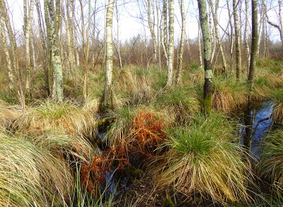 Tourbière de Logné 4