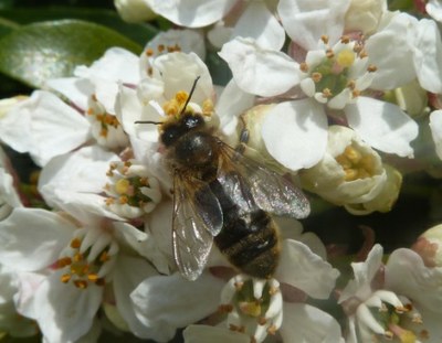 une abeille sur une fleur