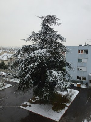 conifère sous la neige