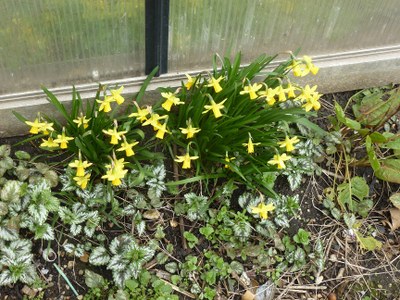 jonquilles