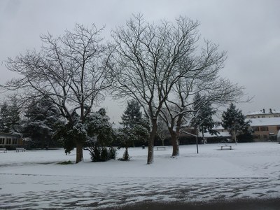 arbres neige