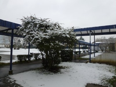 buissons enneigés