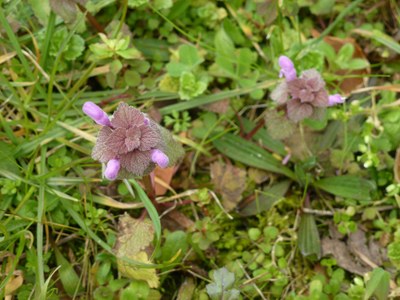 lamier pourpre