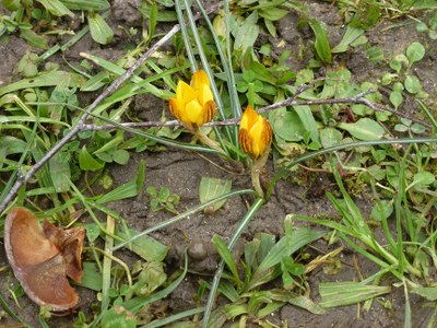 crocus