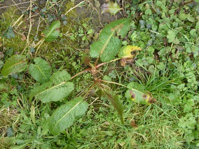 rumex