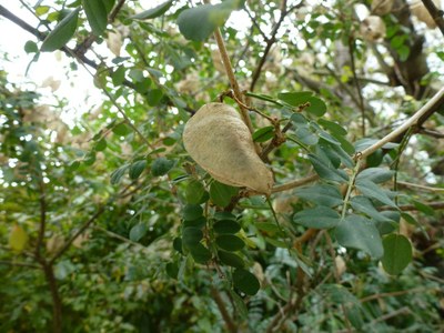 Baguenaudier (fruits)