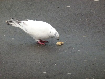 Pigeon3