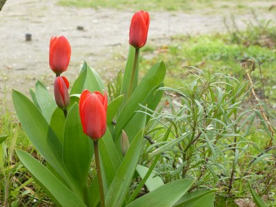 Tulipes